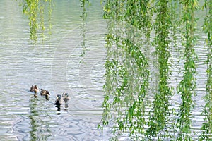 Wild ducks in spring