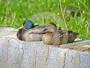 Wild ducks on stone wall. Anas platyrhynchos