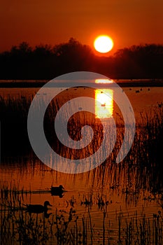 Wild Ducks at Sunset
