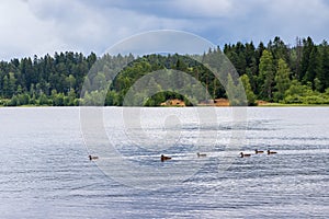 Wild ducks swim along the forest lake