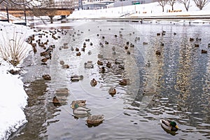 Wild ducks swim along the river in the winter city.Yekaterinburg, Russia.