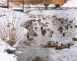 Wild ducks swim along the river in the winter city.Yekaterinburg, Russia.