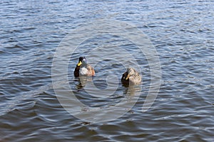 Wild ducks swim in the lake in early spring