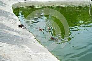 Wild ducks swim in a pond in a summer park. Ornithology. Life of wild birds.