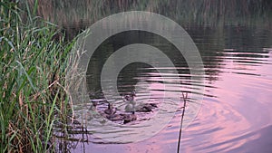 Wild ducks swim in the river at sunset, birds in the water, animals in the wild