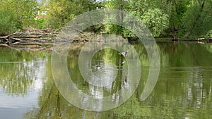 Wild ducks swim on a spring pond.