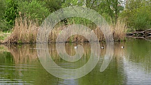 Wild ducks swim on a spring pond.