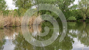 Wild ducks swim on a spring pond.