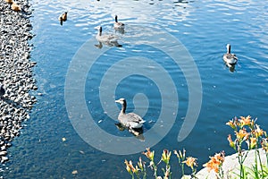 wild ducks swim in the water on sunny day