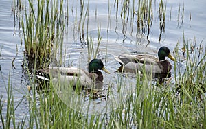 Wild ducks swimming