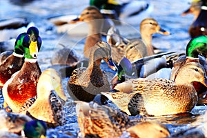 Wild ducks swimming