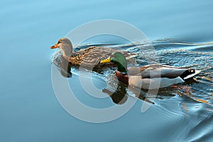 Ducks swimming in lake in the fall