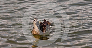 wild ducks swimming in the lake in the summer