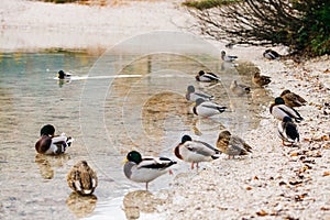 Wild ducks swimming peacefully in a lake in Slovenia.