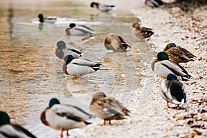 Wild ducks swimming peacefully in a lake in Slovenia.