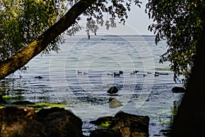 Wild ducks swimming in the river.