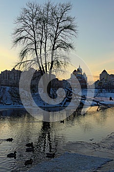 Wild ducks are swimming in a small part of the unfrozen water of Dnieper River. Bare tree on the hill