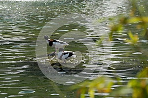 Wild ducks about to take a bath in the lake photo