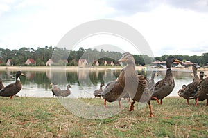 wild ducks in a troop along a lake on landgoed `t Loo in the Netherlands.