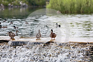Wild ducks in water relaxing