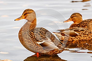 Wild ducks at the water surface in the lake