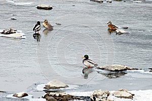 Wild ducks were resting in a mountain stream..