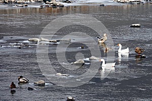 Wild ducks were resting in mountain streams.