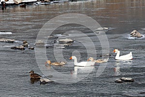 Wild ducks were resting in mountain streams.