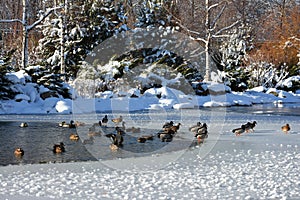 Wild ducks winter on a frozen lake.