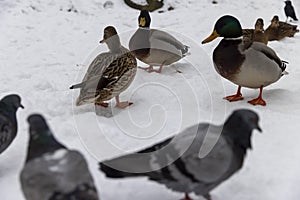 wild ducks during wintering in Europe photo