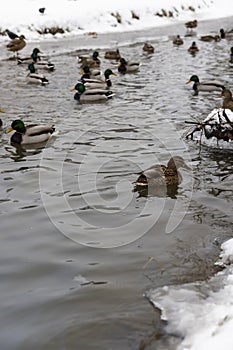 wild ducks during wintering in Europe photo