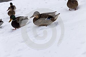 wild ducks during wintering in Europe photo