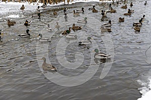 wild ducks during wintering in Europe photo