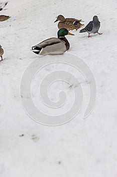 wild ducks during wintering in Europe photo