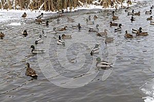 wild ducks during wintering in Europe photo