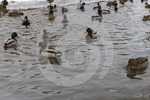 wild ducks during wintering in Europe photo