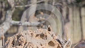 Wild Dwarf Mongoose (Helogale parvula) on Termite Mound in Africa