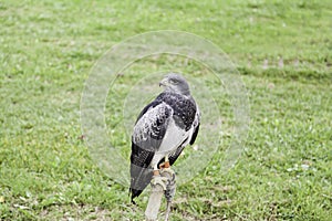 Wild eagle in captivity