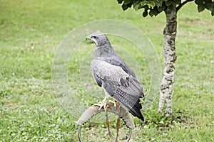 Wild eagle in captivity