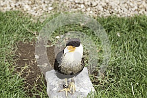 Wild eagle in captivity