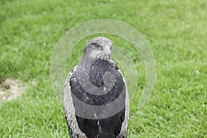 Wild eagle in captivity