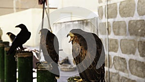 Wild eagle falconry