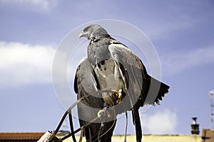 Wild eagle falconry