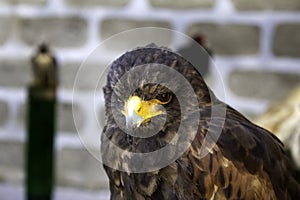 Wild eagle falconry