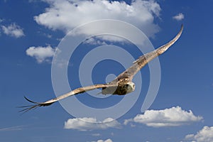 Wild eagle in flight