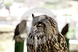 Wild eagle owl