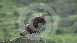 Wild Eagle Perched Stone in Plateau