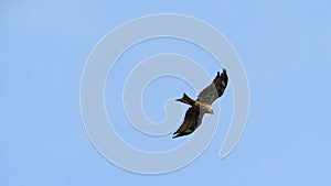 Wild eagle soars across a cloudless sky