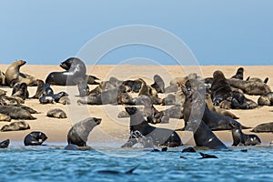 Wild eared seals otariidae on sandy beach in Namibia, blue water