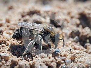 Wild earthy leaf - cutting bees Megachilidae